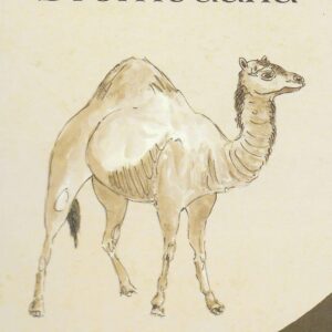 Mi dromedaria.